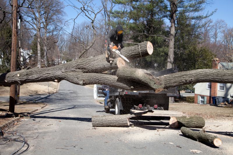 Tree Removal Services
